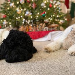 Goldendoodles from L & A Doodles