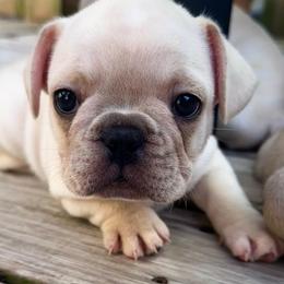 Frank - Cream male French Bulldog puppy in Greenfield, Missouri from Hope Mountain French Bulldogs
