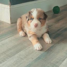 Jasper - Red merle male Australian Shepherd puppy in Williston, Florida from Over The Rainbow Aussies