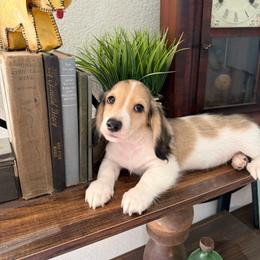 Shaded cream piebald - Piebald male Dachshund puppy in Bryan, Ohio from Wysteria Hill Doxies