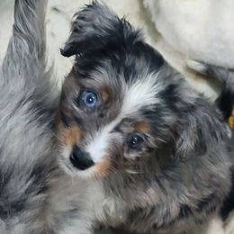 SCRAPPY (Red) - Blue merle male Miniature Australian Shepherd puppy in Norwood, Missouri from Looney Farm’s Toy & Mini Aussies