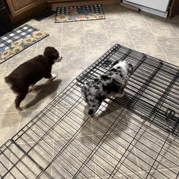 Miniature American Shepherd Puppies from Bond’s MAS
