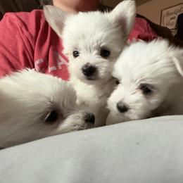 Maltese Puppies from Ayres to Heirs Puppy Co.
