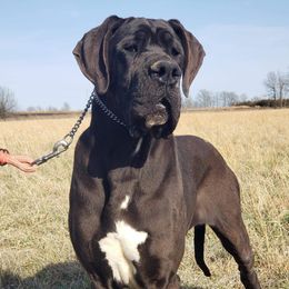 NYX - Great Dane