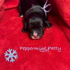 Peppermint Patty - female Golden Mountain Doodle puppy in Rockville, Minnesota from Bracha Poodles & Doodles