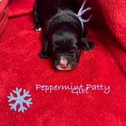 Peppermint Patty - female Golden Mountain Doodle puppy in Rockville, Minnesota from Bracha Poodles & Doodles