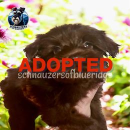 Adopted - Liver female Miniature Schnauzer puppy in Spruce Pine, North Carolina from Schnauzers of Blue Ridge