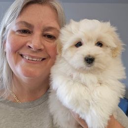 Coton de Tulear puppies from Classy Cotons