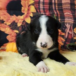Austin - Black and white male Border Collie puppy in Avilla, Indiana from Borderline Kennels