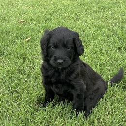 Betsy - Black female Assorted Doodle Crosses puppy in Coweta, Oklahoma from Storybook Doodles