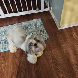 Shih Tzus from ROSE LANE SHIH TZUS
