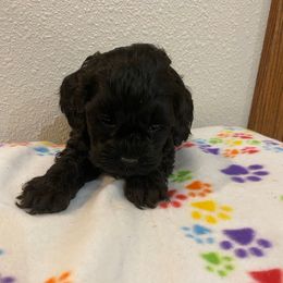 Josie - Black and white female Cockapoo puppy in Brookings, South Dakota from Hofer Pups