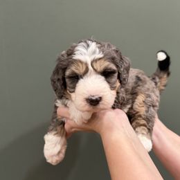 Bernedoodle Puppies from Anchorage Bernedoodles