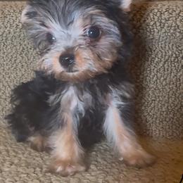 Kiko - Black and gold male Yorkshire Terrier puppy in San Diego, California from BC Breeders Association