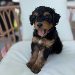Summer - Tri-color female Bernedoodle puppy in Loxahatchee, Florida from SR. Doodle pupps