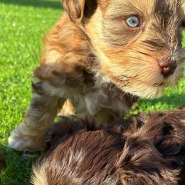 Moses - Wheaten male Miniature Schnauzer puppy in Hemet, California from Journee Home Mini Schnauzers