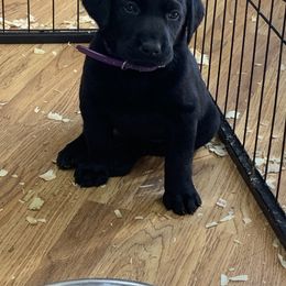Labrador Retriever Puppies from Cary’s Buck Creek Retrievers