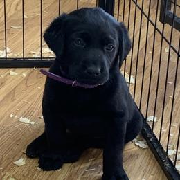 Labrador Retriever Puppies from Cary’s Buck Creek Retrievers
