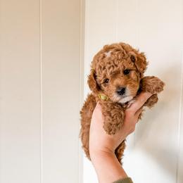 Duke - Red  male Poodle puppy in Quakertown, Pennsylvania from Miniature Poodle Stud and Pups
