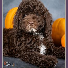 Trick - Brown and white male Cockapoo puppy in Connersville, Indiana from Deaz Doodle Ranch