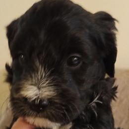 Jellybean - Black female Cavapoo puppy in East Providence, Rhode Island from Marta's Cavaliers