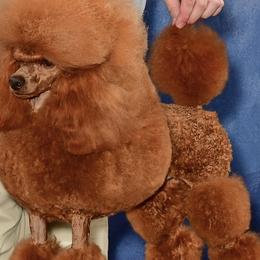 Poodles from Johnson’s Wine Country Poodles