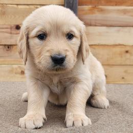 Teddy - Light golden male Golden Retriever puppy in Orland, California from Elliott's Elite Puppies