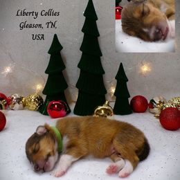 Green Collar Sable Male - Sable and white male Collie puppy in Gleason, Tennessee from Liberty Collies