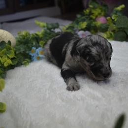 Spotty - Blue merle female Aussiedoodle puppy in Angola, Indiana from Classic City Doodles