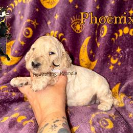 Phoenix - Cream male Poodle puppy in Winston Salem, North Carolina from Bewitching Kennels