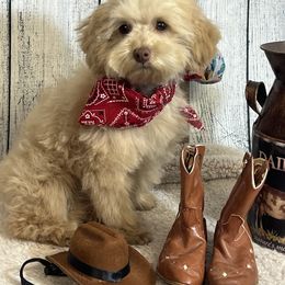Cinch - Cream Poodle puppy in Carthage, Missouri from Hounds by Mishelle