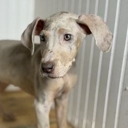 Frannie - Merle female Great Dane puppy in Hutchinson, Kansas from Dappled Danes