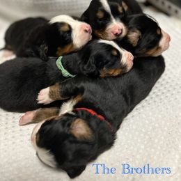 Bernese Mountain Dog Puppies from Baby Berners