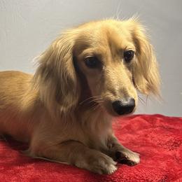 Cash - Dachshund
