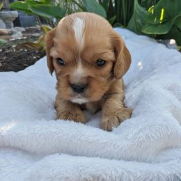Gordon - Ruby male Cavalier King Charles Spaniel puppy in New Holland, Pennsylvania from Mountain Breeze Puppies