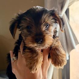Sammy - Black and gold male Yorkshire Terrier puppy in Surprise, Arizona from Blooming Beauties 🌼