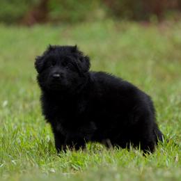 Zicron - Black male German Shepherd puppy in Windsor, South Carolina from Sinister Shepherds