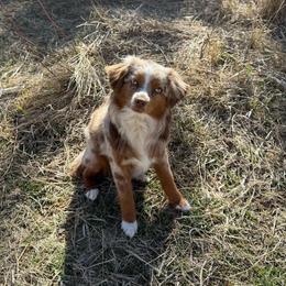 Sunny - Toy Australian Shepherd
