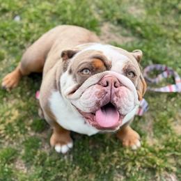 Dottie - Bulldog