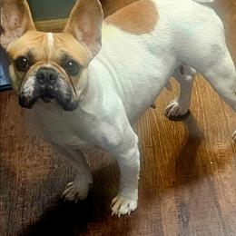 Olivia - French Bulldog