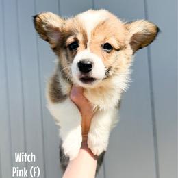 Pink - Witch - Sable female Pembroke Welsh Corgi puppy in Milan, Georgia from Williams’ Welsh Corgis LLC