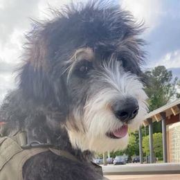 Oliver - Bernedoodle