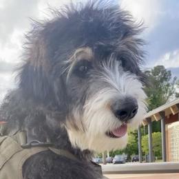 Oliver - Bernedoodle