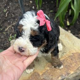 Cici - Tri-color female Bernedoodle puppy in Mint Hill, North Carolina from DoodleForever