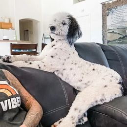 Poppet - Sheepadoodle