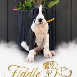 Fiddle - Mantle merle male Great Dane puppy in Liberty, New York from Catskills Greatest Danes