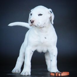 Kekoa - White and black male Dalmatian puppy in Cottage Grove, Oregon from Hidden Hills Dalmatians
