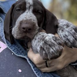 Klaus - Liver and white male German Shorthaired Pointer puppy in Ocklawaha, Florida from Edelmarke GSPs Reg’d