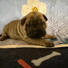 White collar - Red fawn female Chinese Shar-Pei puppy in Elkin, North Carolina from Martini Shar-Pei