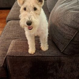 Freya - Wire Fox Terrier